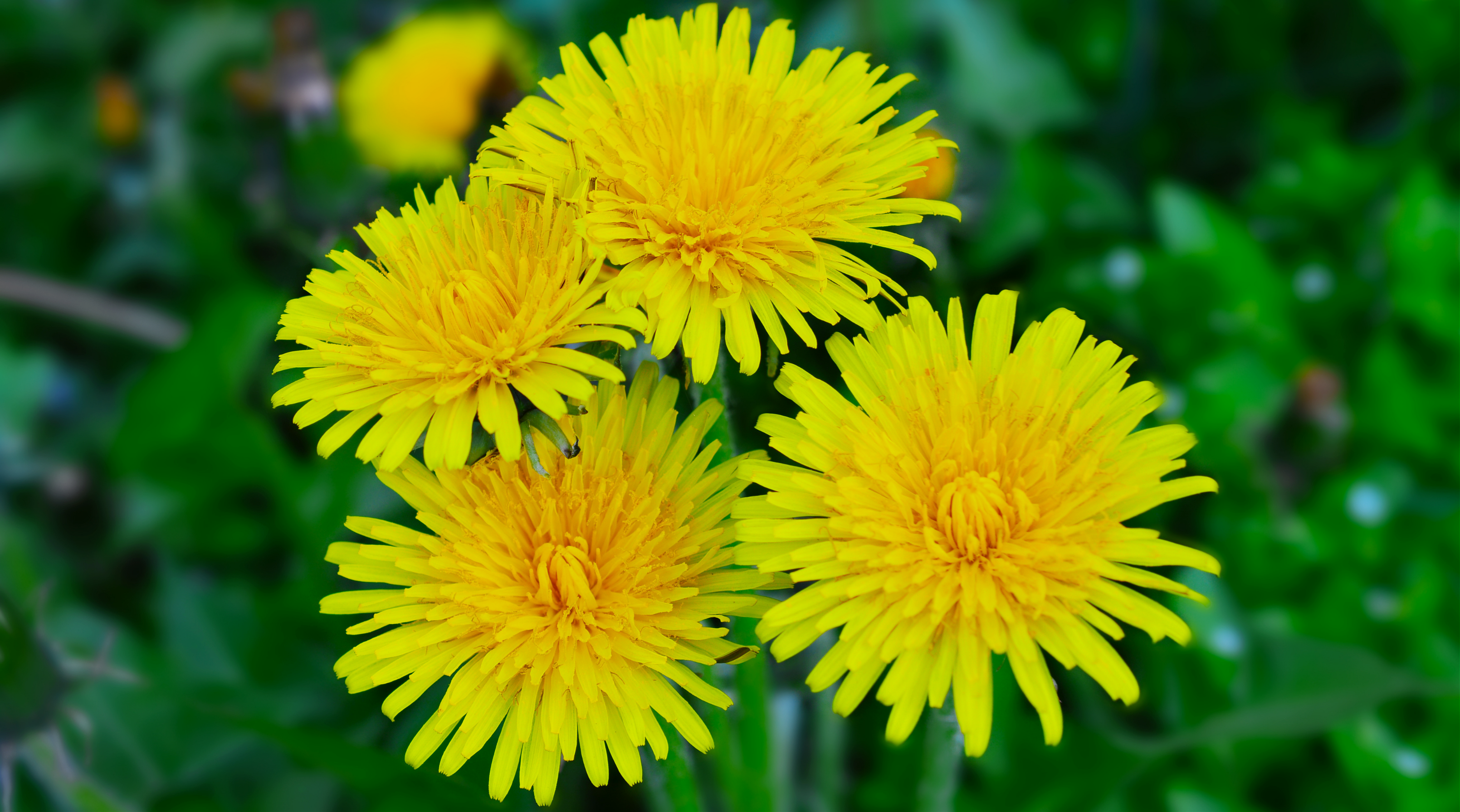 Agency and Dandelions
